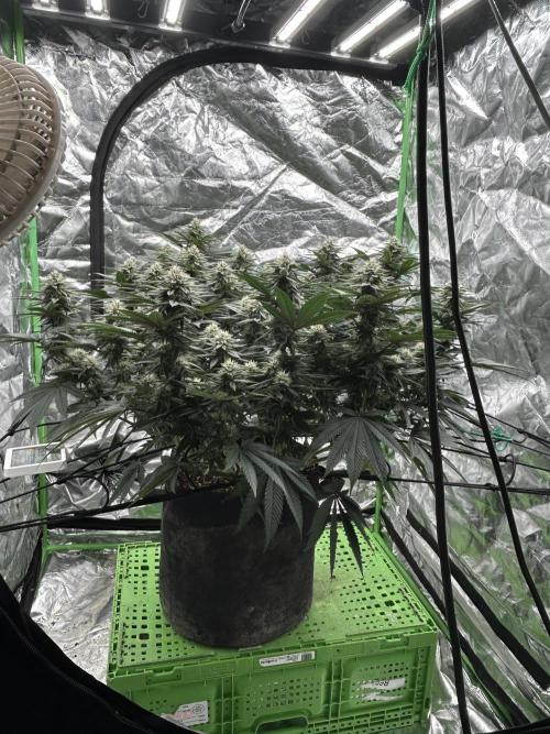 Gorilla melon. Week 12