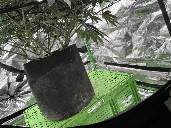 Gorilla melon. Week 12