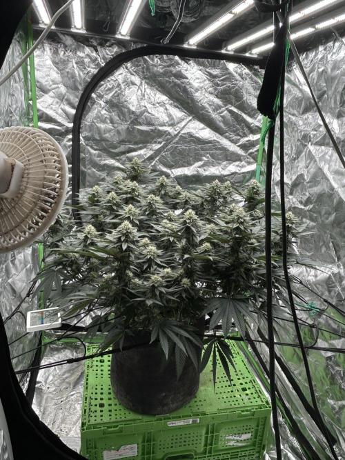 Gorilla melon. Week 12