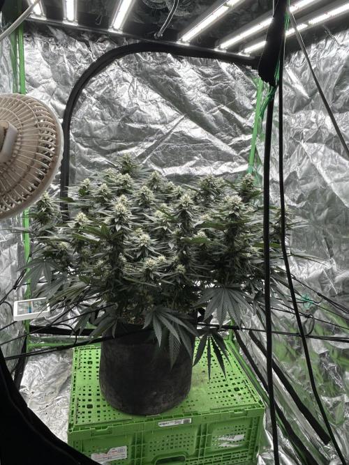 Gorilla melon. Week 12