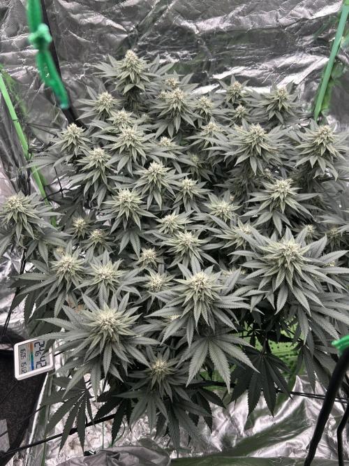 Gorilla melon. Week 13