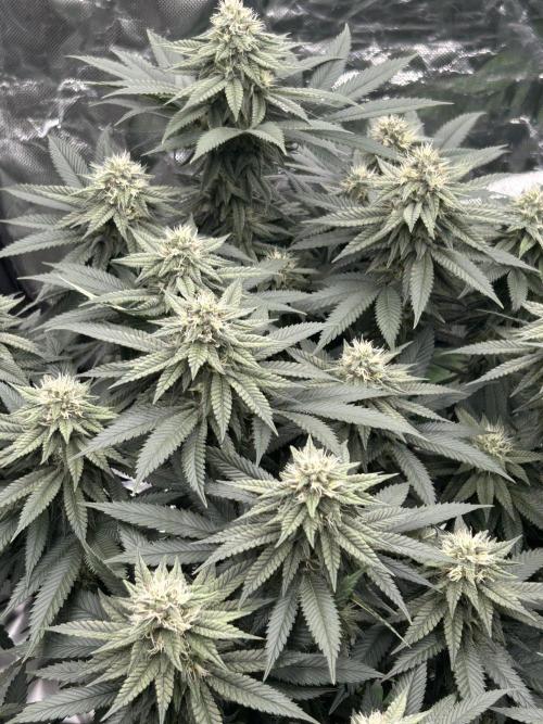 Gorilla melon. Week 13