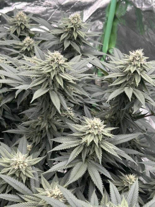 Gorilla melon. Week 13