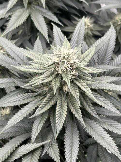 Gorilla melon. Week 13