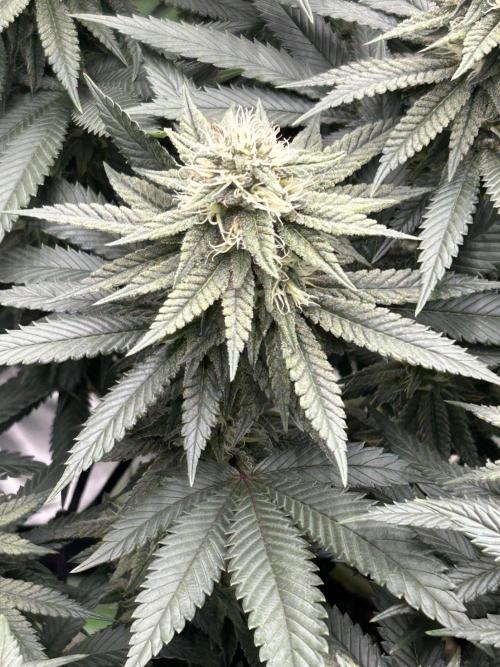 Gorilla melon. Week 13