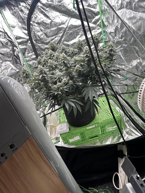 Gorilla melon. Week 13