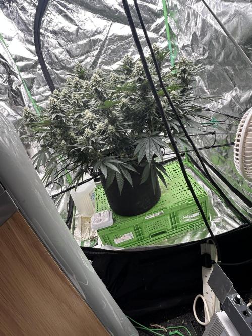 Gorilla melon. Week 13