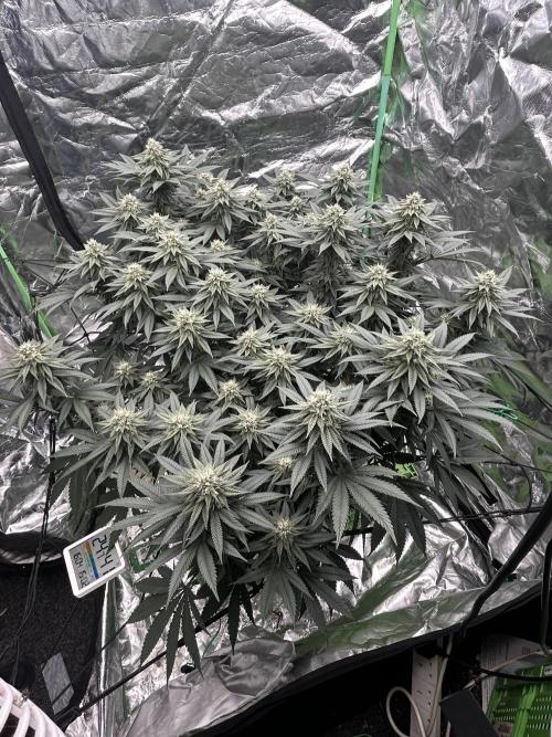 Gorilla melon. Week 13