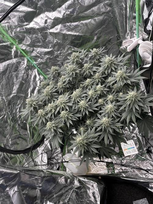 Gorilla melon. Week 13