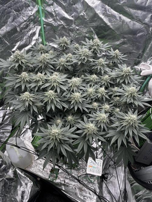 Gorilla melon. Week 13