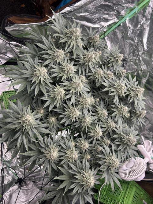 Gorilla melon. Week 14