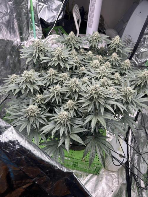 Gorilla melon. Week 14