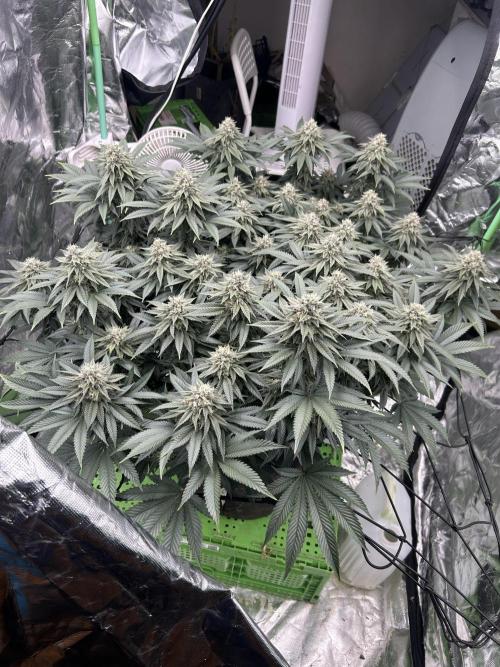 Gorilla melon. Week 14