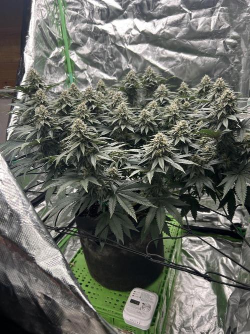 Gorilla melon. Week 14