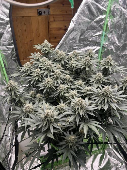 Gorilla melon. Week 14