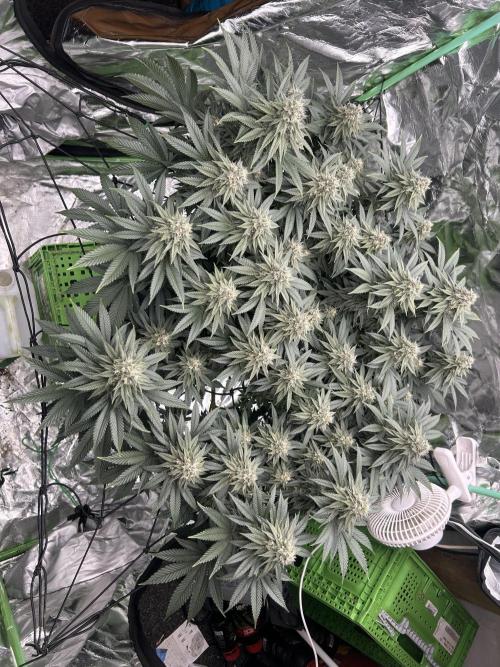 Gorilla melon. Week 14