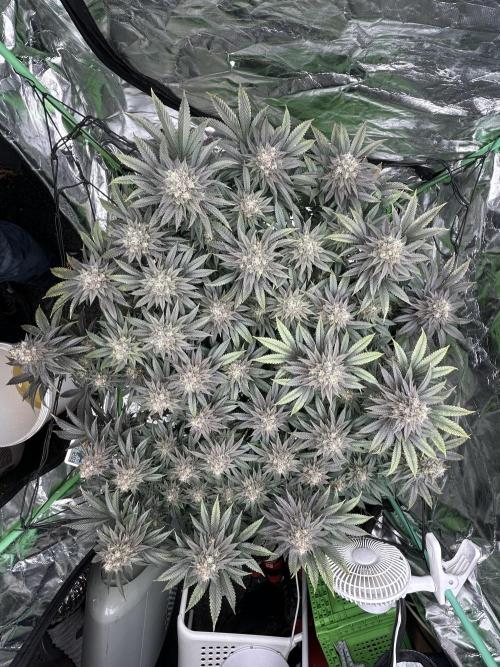 Gorilla melon. Week 15