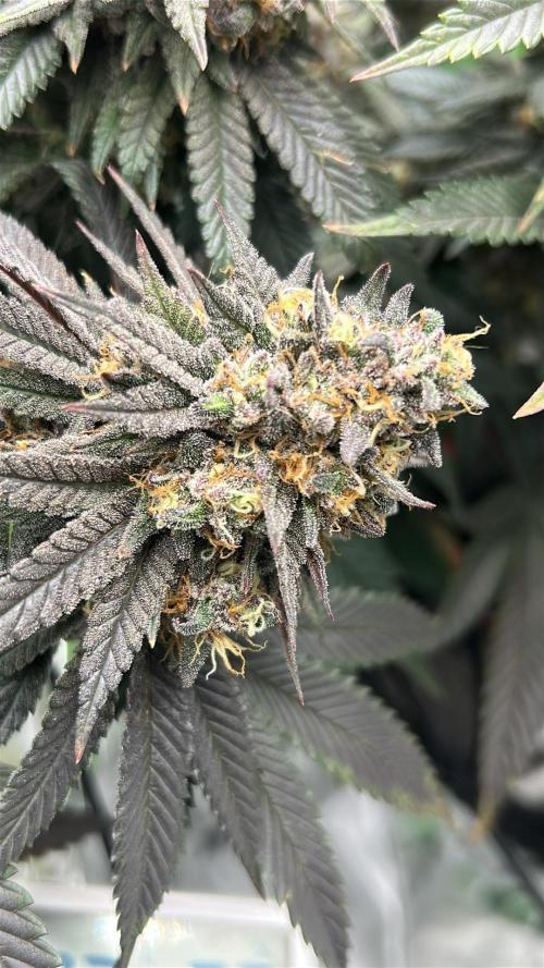 Gorilla melon. Week 15