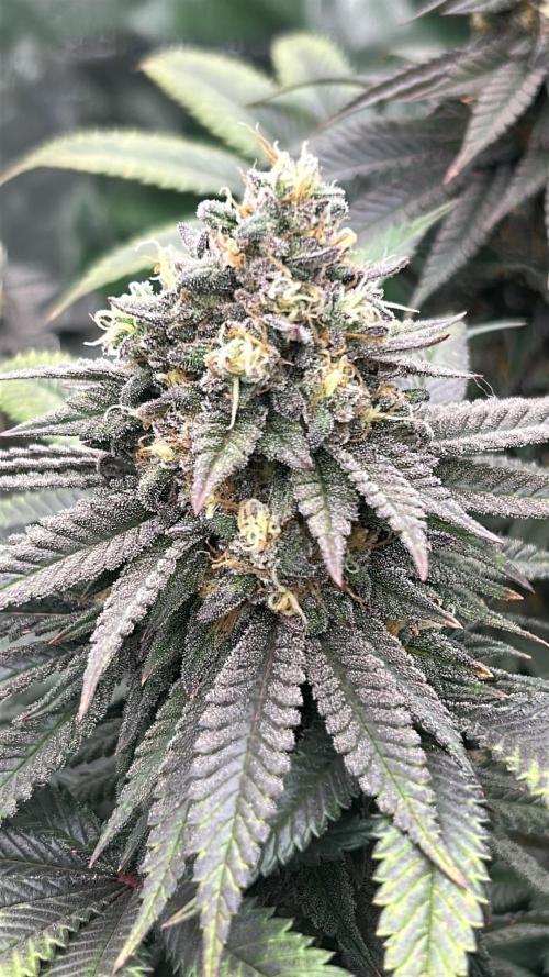 Gorilla melon. Week 15