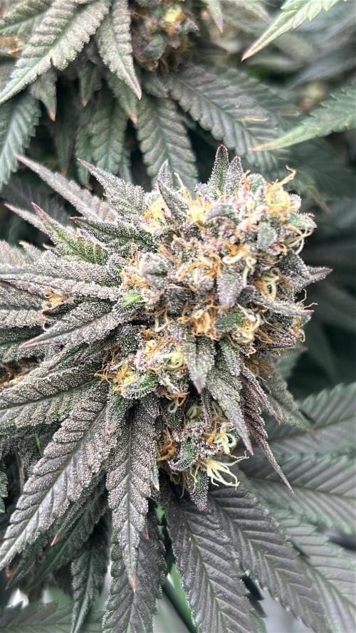 Gorilla melon. Week 15