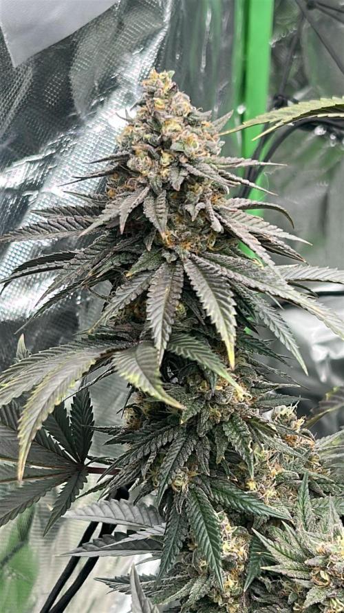 Gorilla melon. Week 15