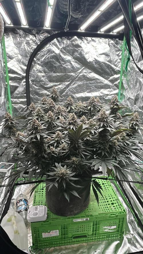 Gorilla melon. Week 15