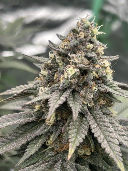 Gorilla melon. Week 15