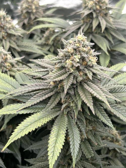 Gorilla melon. Week 15