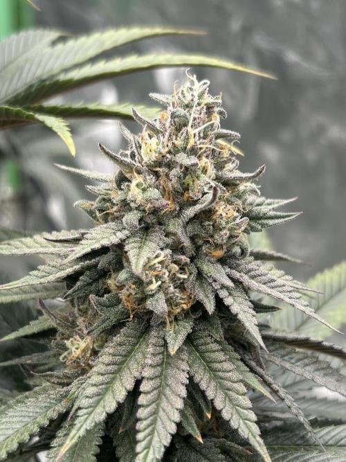 Gorilla melon. Week 15