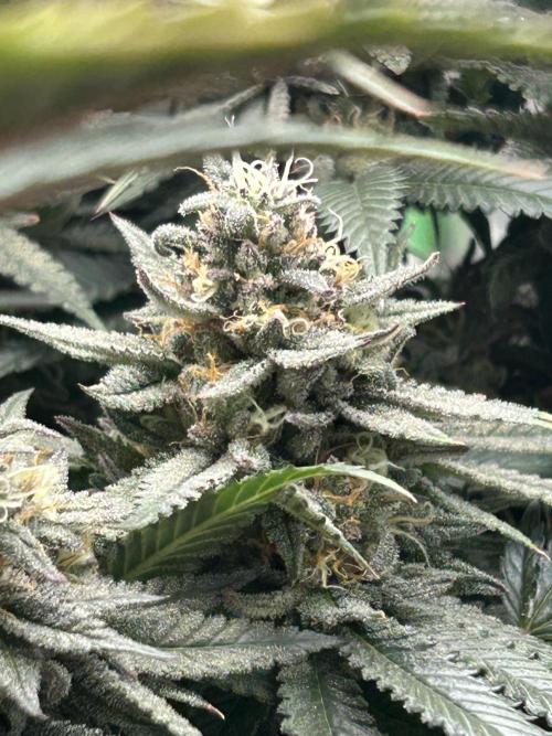 Gorilla melon. Week 15