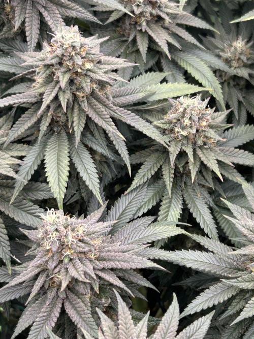 Gorilla melon. Week 15