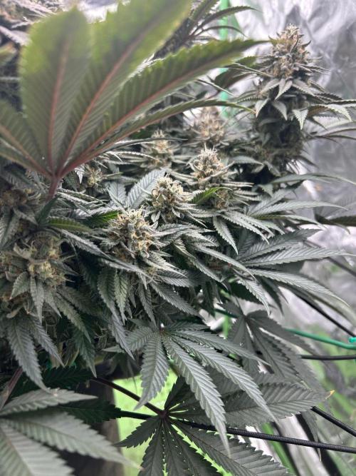 Gorilla melon. Week 15