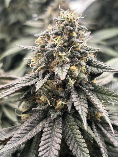 Gorilla melon. Week 15