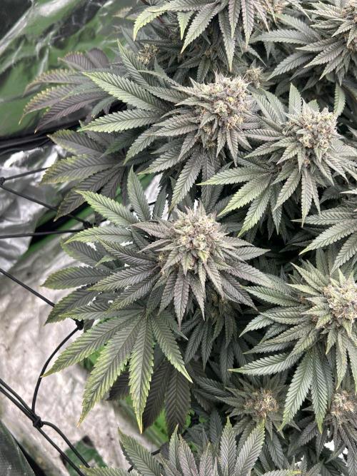 Gorilla melon. Week 15