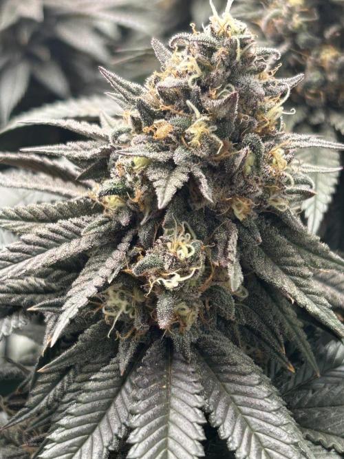 Gorilla melon. Week 15