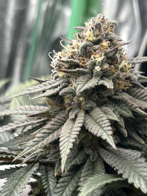 Gorilla melon. Week 15