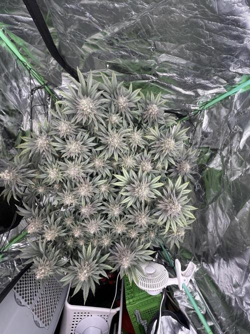 Gorilla melon. Week 15