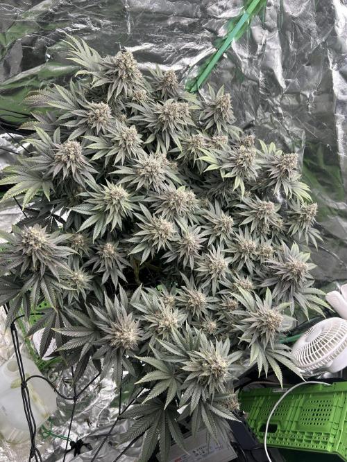 Gorilla melon. Week 15