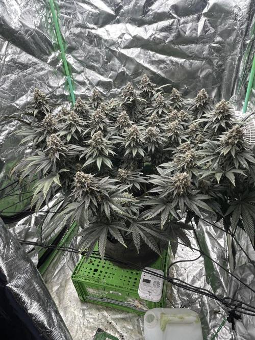 Gorilla melon. Week 15