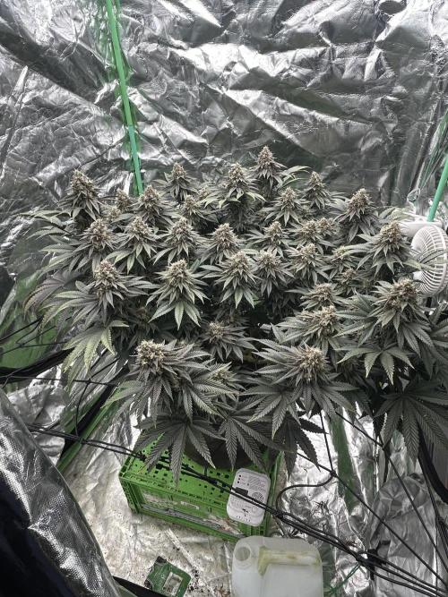 Gorilla melon. Week 15