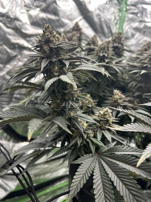 Gorilla melon. Week 15