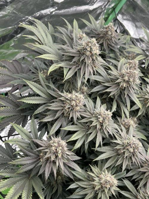 Gorilla melon. Week 15