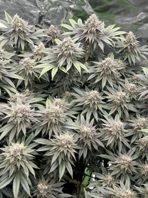 Gorilla melon. Week 15