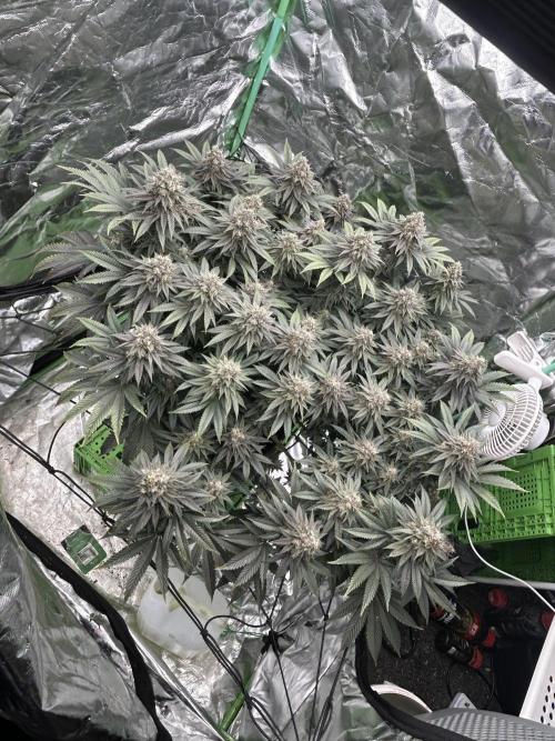 Gorilla melon. Week 15