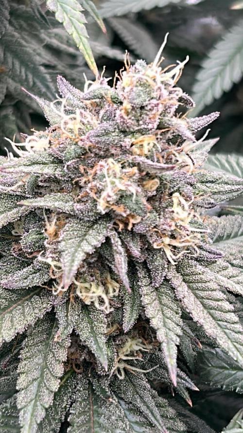 Gorilla melon. Week 15