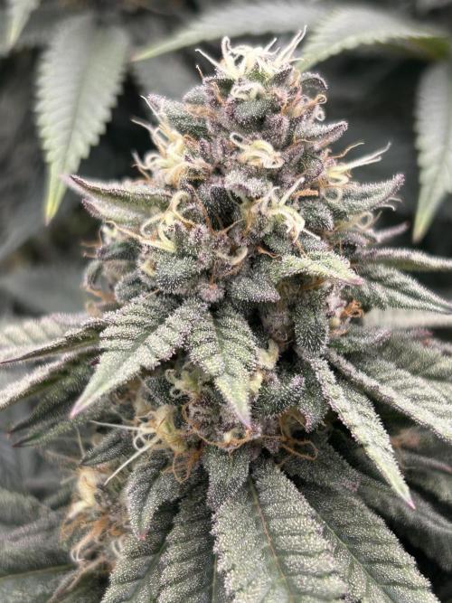 Gorilla melon. Week 15