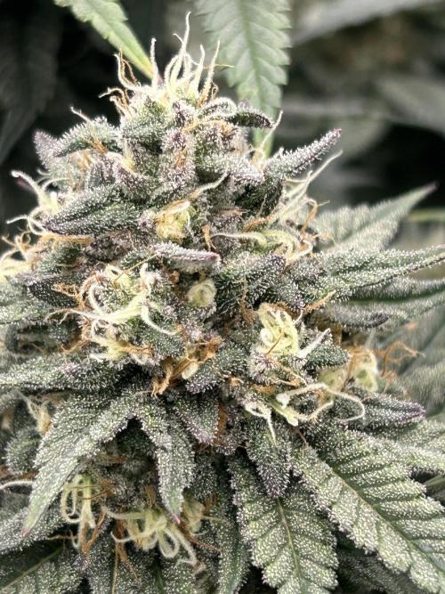 Gorilla melon. Week 15