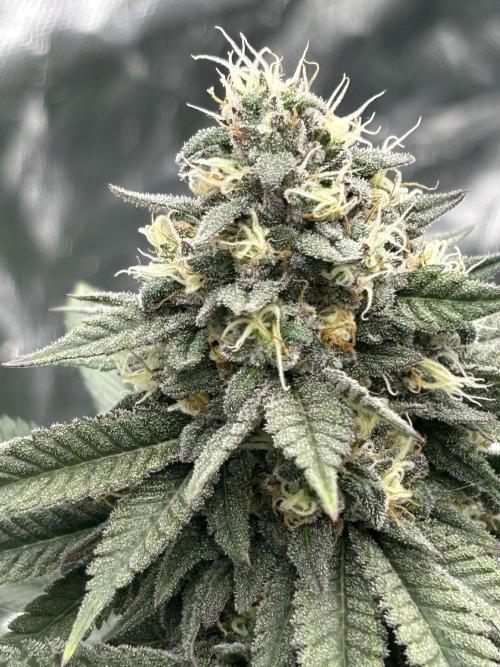 Gorilla melon. Week 15