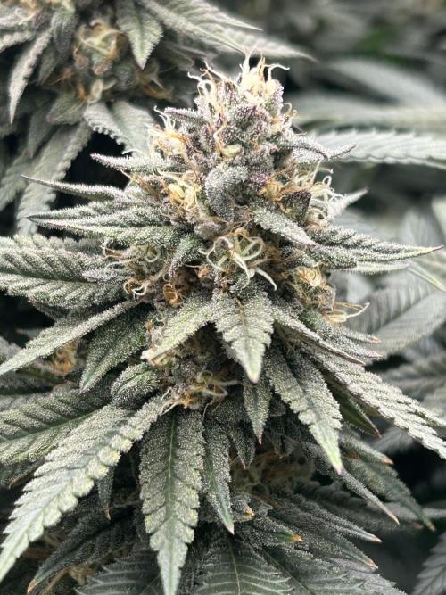 Gorilla melon. Week 15