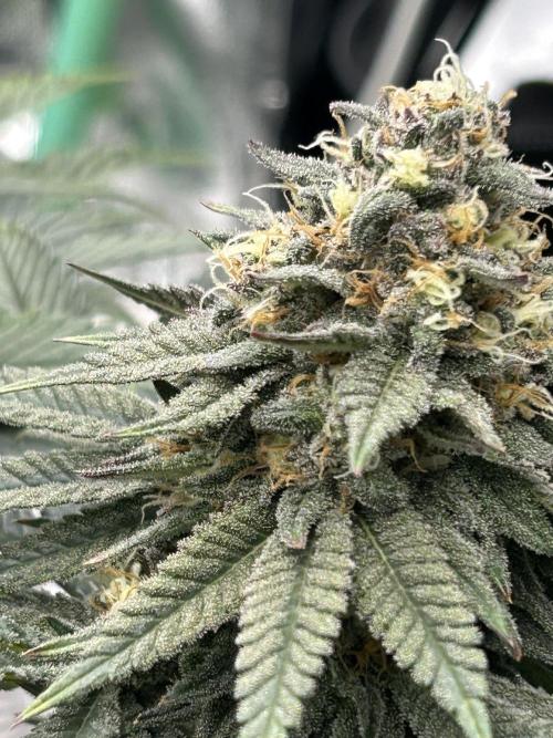 Gorilla melon. Week 15